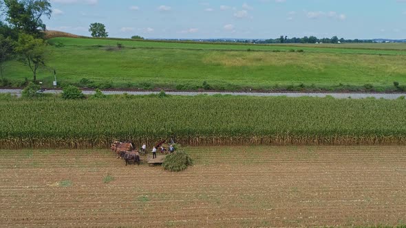 Aerial Side View of Amish Harvesting There Corn Using Six Horses and Three Men as Done Years Ago