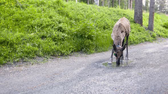 Close view of reindeer drinking from puddle on gravel road in nature