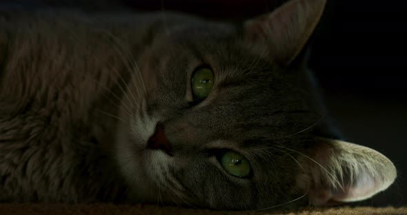 The Streak of Light Illuminates the Face of a Cat Lying in the Dark. Close Portrait Shot