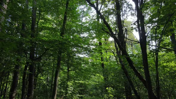 Trees in the Forest During the Day