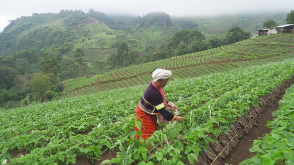 Karen tribe women with green fresh tea or strawberry farm