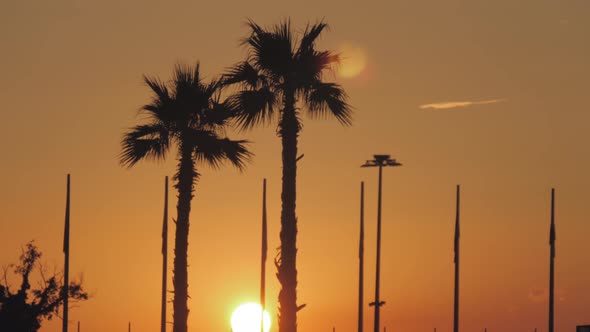 Silhouette Palm Trees in Street at Sunset. Summer Tropical Beach Concept.