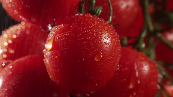 Cherry Tomatoes with Water Splash at a Dark Background