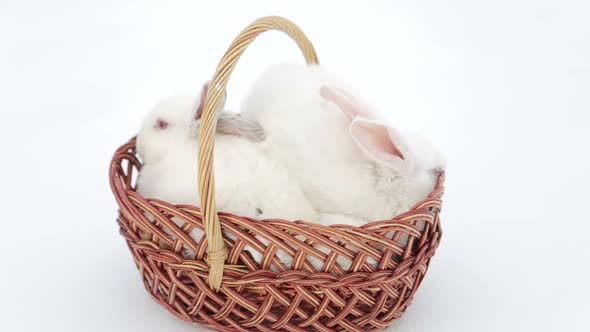 White Rabbit is the Easter Symbol Rabbits in the Easter Basket