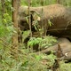 asia elephant in tropical forest - VideoHive Item for Sale