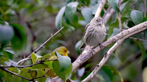 Cute couple of Saffron Finch Birds resting in tree of Amazon Basin,South America