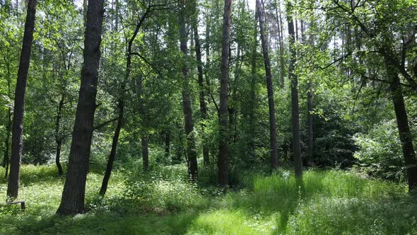 Beautiful Green Forest on a Summer Day Slow Motion