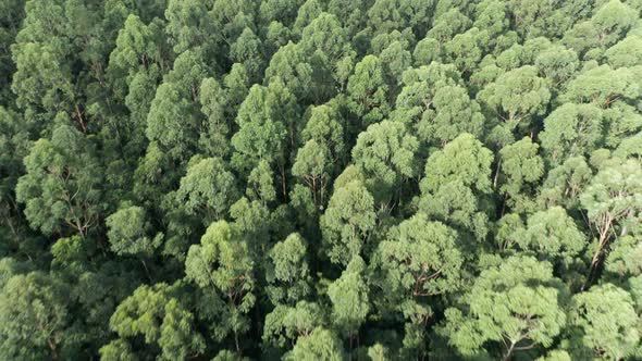 Tropical Forest Aerial