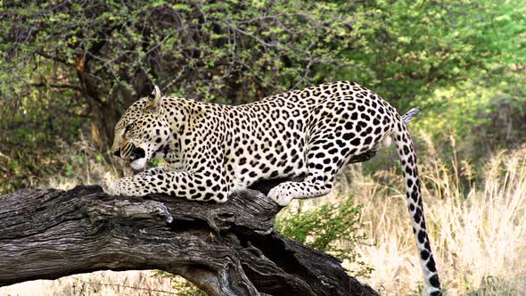 Wildlife Leopard in Africa