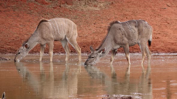 Kudu Antelopes Drinking At A Waterhole - Mokala National Park