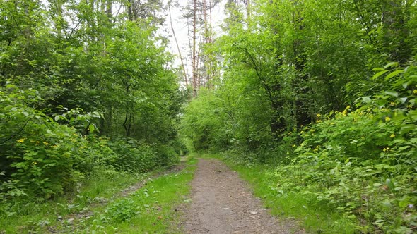 Wild Forest Landscape on a Summer Day