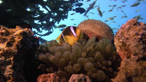 Tropical Clownfish and Sea Anemones