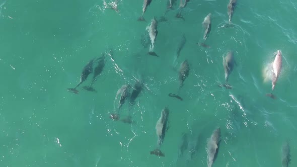 A large pod of Dolphins swimming in the ocean