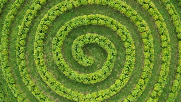 Aerial top wiew of green topiari bush in shape of a spiral in the park.