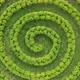 Aerial top wiew of green topiari bush in shape of a spiral in the park. - VideoHive Item for Sale