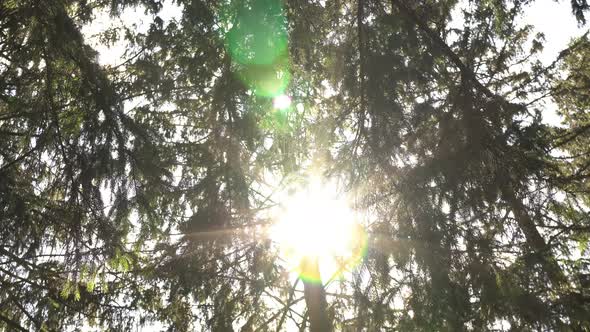 Sun Ray in The Leaves of the Trees