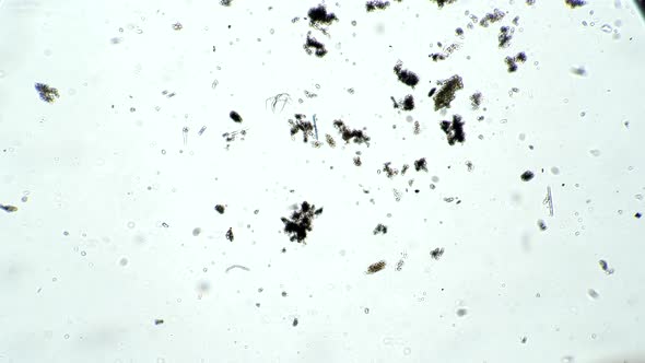 Transparent Daphnia Floats in Muddy Pond Water in Microscope
