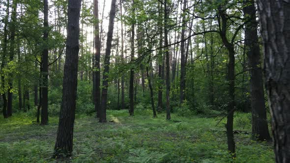 Wild Forest Landscape on a Summer Day