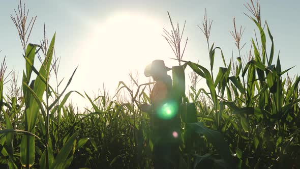 Farmer Is Examining Corn Sprouts. The Concept of Agricultural Business. Farmer Businessman with