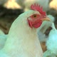 Organic free range chickens on a farm - VideoHive Item for Sale