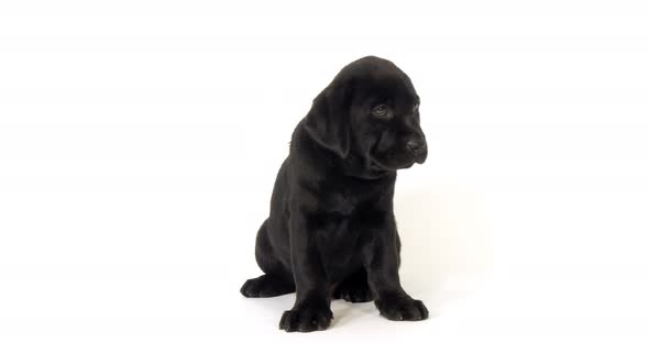 Black Labrador Retriever, Puppy on White Background, Normandy, Slow Motion 4K