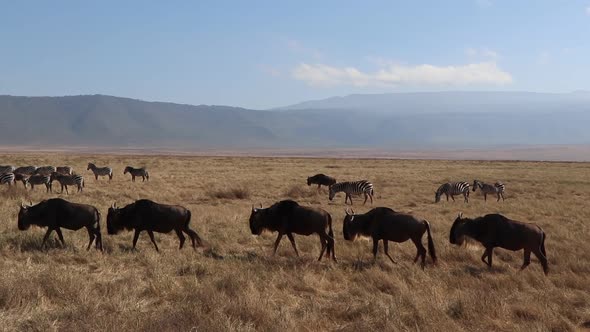 A slow motion clip of a herd wildebeest, Connochaetes taurinus or Gnu marching across a open plain d