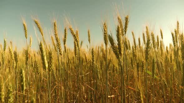 Field of Ripening Wheat Against the Blue Sky. Spikelets of Wheat with Grain Shakes the Wind. Grain