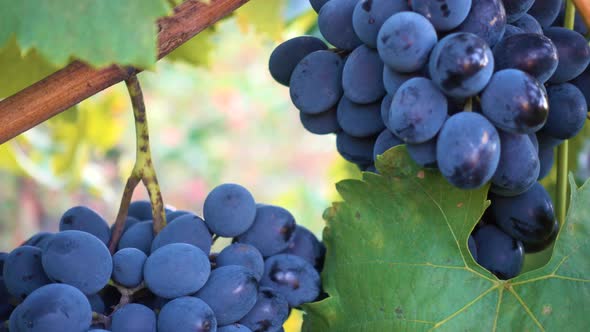 Bunch Of Red Grapes At The Autumn Garden