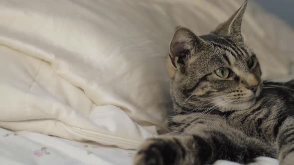 Young tabby cat lies on bed medium panning shot