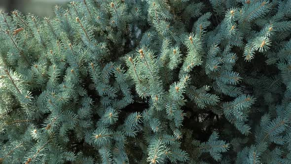 Branches of a blue spruce. Vertical video.