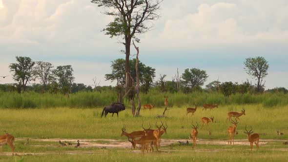 Herd of Antelopes and Wildebeest grazing on the savanna. Botswana, Africa. Safari. Static shot.