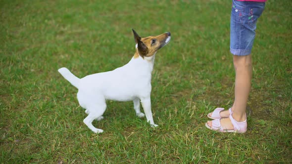 Girl Playing With Dog Outdoors, Leisure Time in Park, Pet Friendship, Training