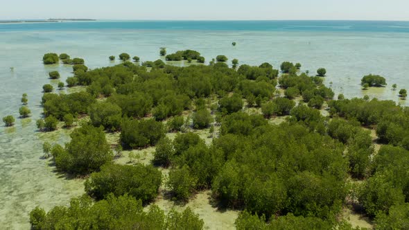 Mangrove Forest on a Coral Reef Philippines Palawan