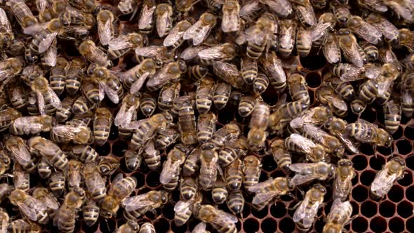 Production of Honey in Domestic Bee Apiary