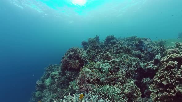 The Underwater World of a Coral Reef