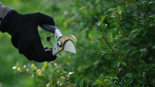 Gardening Concept  Gardener with Secateurs Cutting Branches of Bushes