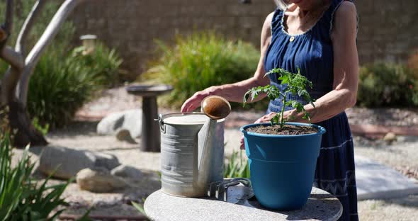 An old woman gardener planting and watering an organic tomato plant in a sunny backyard vegetable ga