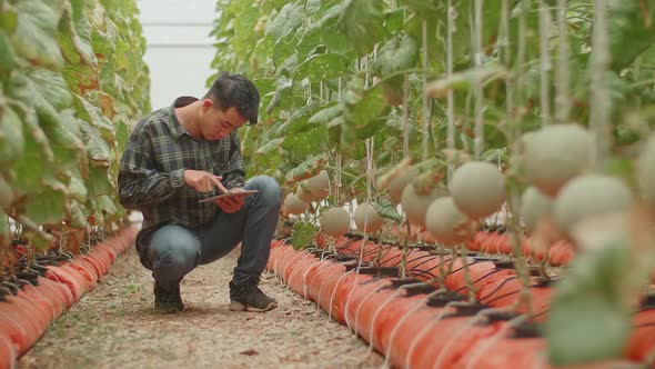 Man Agronomist Farmer With Digital Tablet Computer In Green House Of Melon Farm