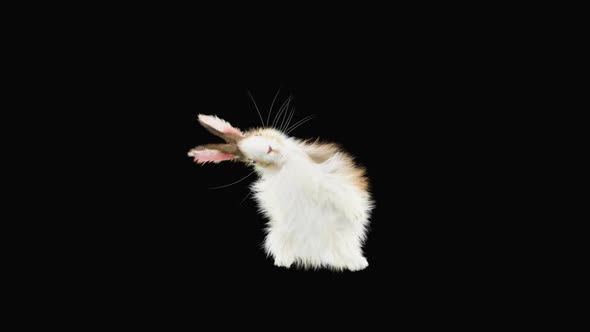 Rabbit Dancing HD