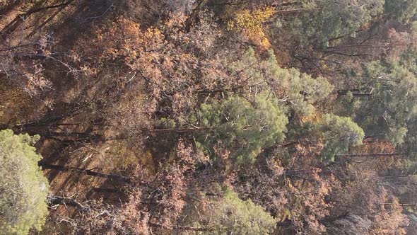 Vertical Video of an Autumn Forest During the Day in Ukraine