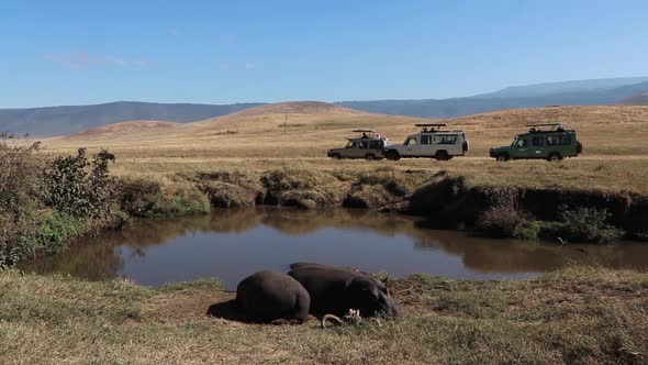 Two Hippopotamus, Hippo or Hippopotamus amphibius resting alongside a small waterhole with Safari Ve