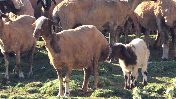 Newly Sheared Sheep Herd in Mountain at Morning