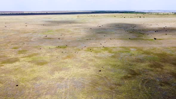 Sheep graze on a green meadow