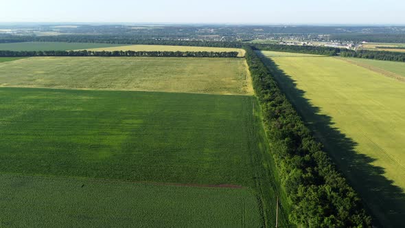 Landscape Green Agricultural Fields Sown with Different Agricultural Crops