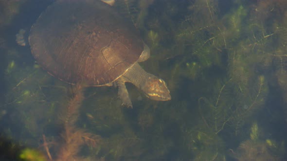 turtle swimming among plants in a billabong