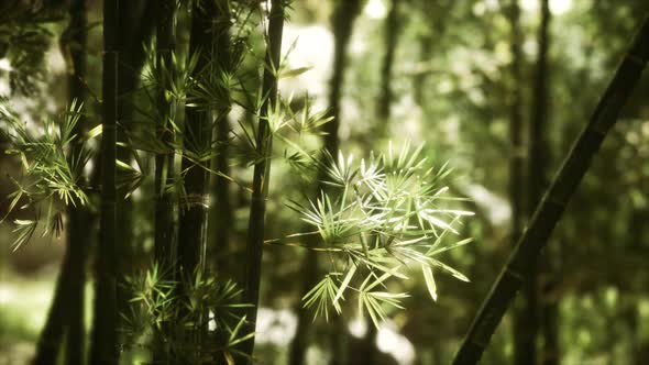 Green Bamboo Forest in Hawaii