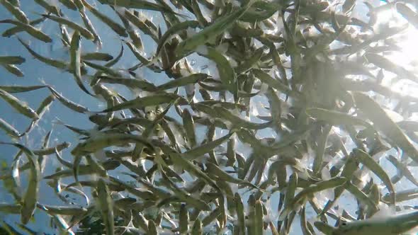 Fish swimming in very clear and transparent shallow water. Swarm of minnows moving in all directions