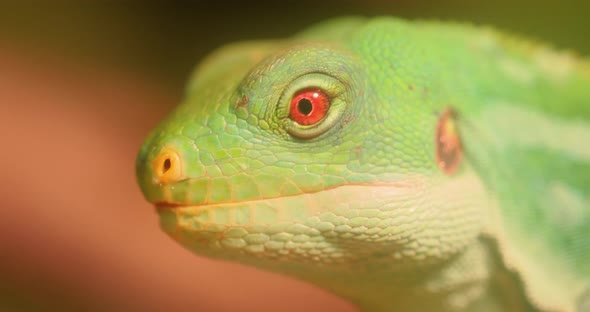 Lau Banded Iguana Brachylophus Fasciatus Is an Arboreal Species of Lizard