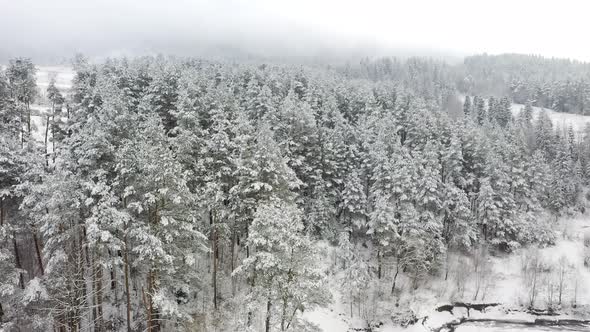 Thick fog and clouds over a snowy pine forest during winter after snowfall