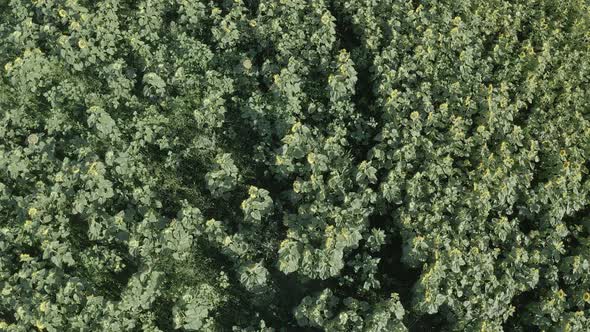 Sunflower Field Aerial